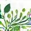 GreenRoots NGO logo